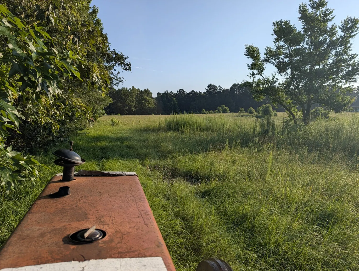Overgrown acreage before cutting