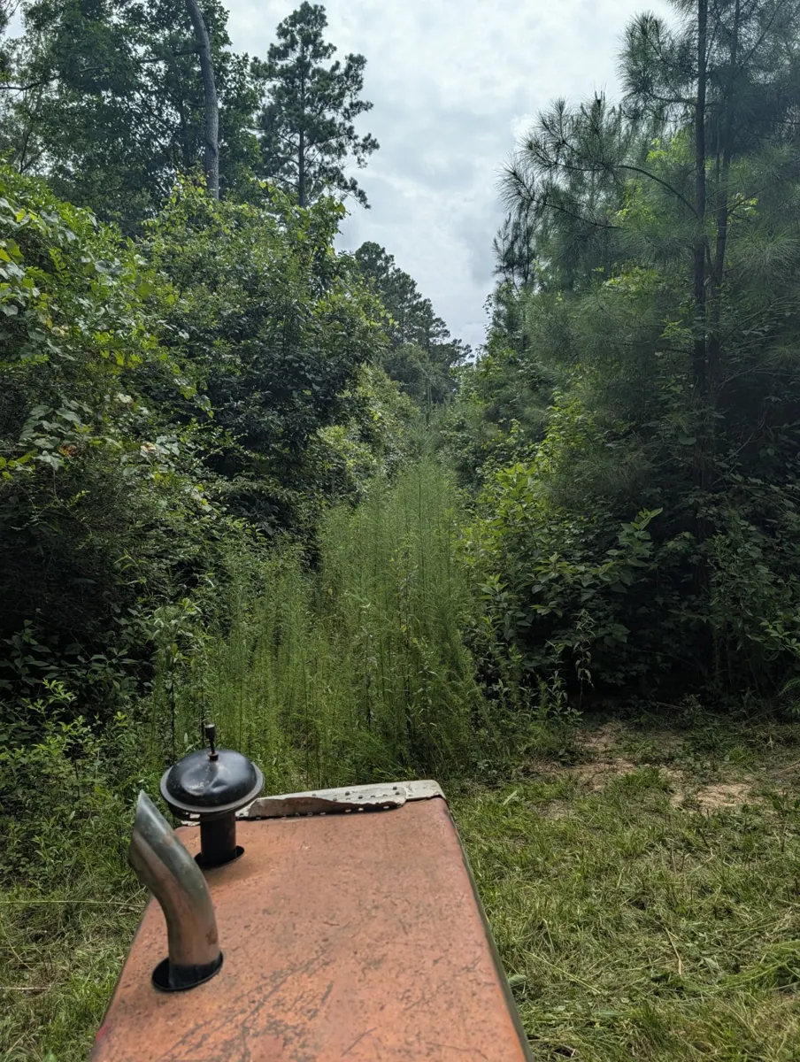 Overgrown wooded access route